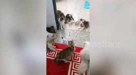 Adorable kittens fascinated by wind-up horse toy