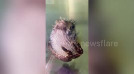 Clingy crab just won't let go of puffer fish