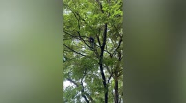 Cheeky monkey thief snatches elderly woman’s bag in Singapore