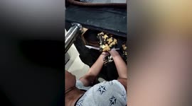 Hapless puppy rescued after getting trapped inside sofa