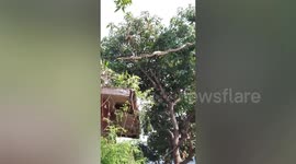 Python gets in a tangle while slithering over electricity cables