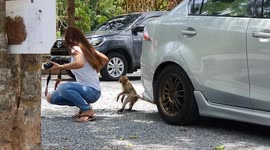 Cheeky monkey tries stealing sweets from woman’s back pocket