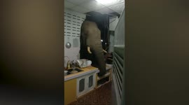Hungry wild elephant smashes its HEAD through kitchen wall to steal bag of rice