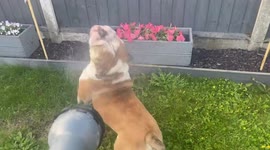 Funny Bulldog attacking garden hosepipe like a hairy piranha in the garden