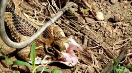 Deadly viper rescued after becoming trapped in fence netting in India