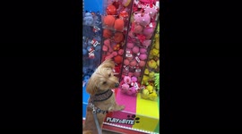 Rescue dog goes shopping on birthday and picks out new favourite toy