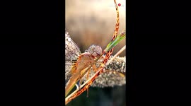 'Lively Dragonfly Basks in the Glory of Morning Dew Drops '