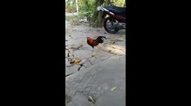 One-legged rooster owner in Vietnam refuses to sell 'special' pet