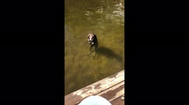 Dog stands like a human in water as he waits for owner to throw rock