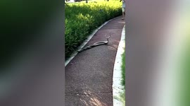 Male snakes spotted intertwined together in Chinese park