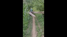Men use motorbikes and nerves of steel to move huge logs over mountain paths in Vietnam