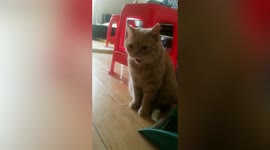 Cat sticks tongue out like dog due to high temperatures in China