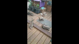 A family of 5 cute baby foxes eat food together in front of kitchen window