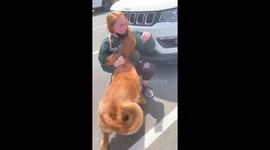 Excited golden retriever can't stop jumping when she is reunited with mom in Canada