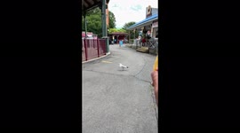 Amazing slow motion of a seagull catching a french fry out of the air
