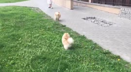 Spitz met another spitz in Minsk, Belarus
