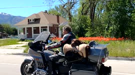 Happy dog passenger on a motorcycle