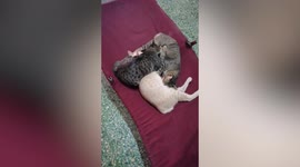 Threesome of cats bizarrely suck on each other's teat in unison
