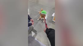 Adorable pet Shiba Inu in turtle costume refuses to walk