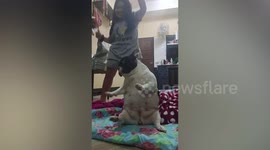 Chubby pet French bulldog adorably dances with little girl