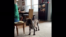 'Adorable Dog Sings as Owner Plays Piano '