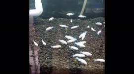 beatyfull Aquascape tropical fish make you enjoy to see that