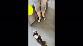 'Precious Dog Swims and Plays Balloon with her Human Brother
'