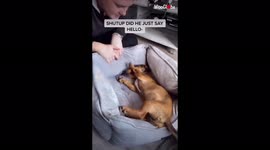 'UK Girl Films Puppy Saying 'Hello' to her'