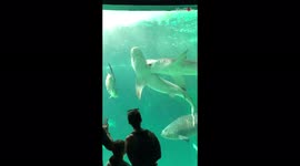 Aquarium visitors stunned when epic fight breaks out between two SHARKS
