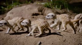 Watch as These Adorable Meerkat Pups Take a Nap with Siblings After Playing For Hours