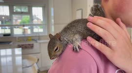 UK family adopts baby squirrel after it hitchhikes on their son's leg all the way home