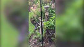 Hilarious moment hungry squirrel slides down pole after woman coats it in Vaseline to stop it stealing her bird food