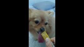 My dog eating 간식 먹는 강아지 포매라니안