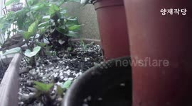 Sparrows having their feed on 5 May 2020 in Seoul, South Korea.
