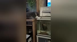 Cat bitten by fish after dangling paw into tank