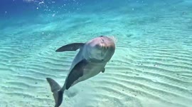 Watch this friendly dolphin perform backflips for a diver in the Bahamas