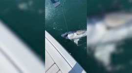 This is the moment an unsuspecting fisherman reeled in a seven-foot GREAT WHITE SHARK
