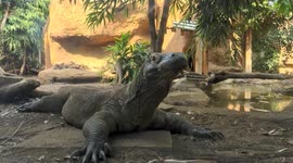 Family looking at Komodo dragon at London Zoo during April 2021