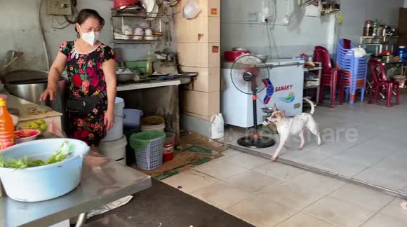 The dog very smart helps the owner to collect money for the owner selling Pho in Vietnam