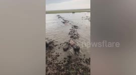 Beautiful moment hundreds of buffalo paddle through lake