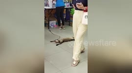 Lazy cat causes a scene after falling asleep on busy pet store floor