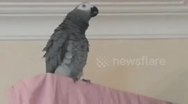Political parrot says 'Up the Democrats!' every time Joe Biden comes on the TV