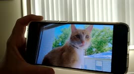 Schrodinger's Cat