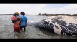 Marine animals wash up dead in India after container ship disaster