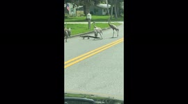 Only in Florida! Alligator escorted across road by 3 cranes as traffic comes to standstill