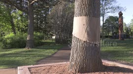 Massive Gypsy moth infestation in Ontario Canada leaves trees virtually without leaves as the insects invade tree after tree eating everything in sight.