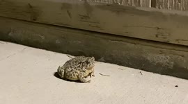 “Jabba the Toad”, a Big Great Plains Toad in Goodland, KS, Devours Beetles