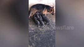 German shepherd takes care of 8 piglets in central China