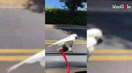 Meet Koko the much-loved daredevil cockatoo from Hawaii