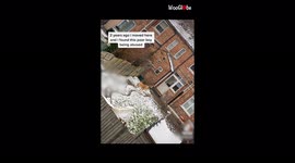 'Brave Lady Helps a Dog Escape his Abusive Owner'